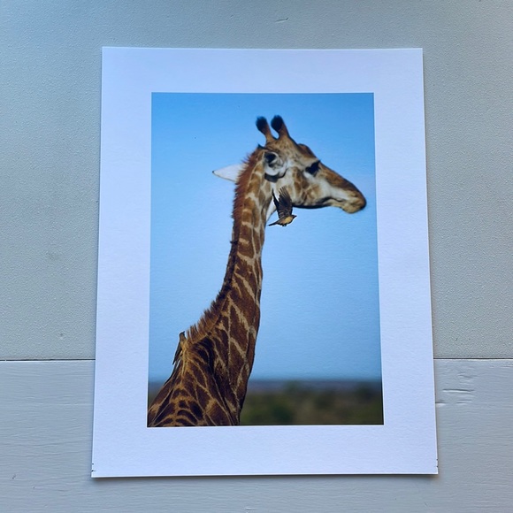 Other - 8.5 x 11 inch fine art photography print - giraffe & oxpeckers, South Africa